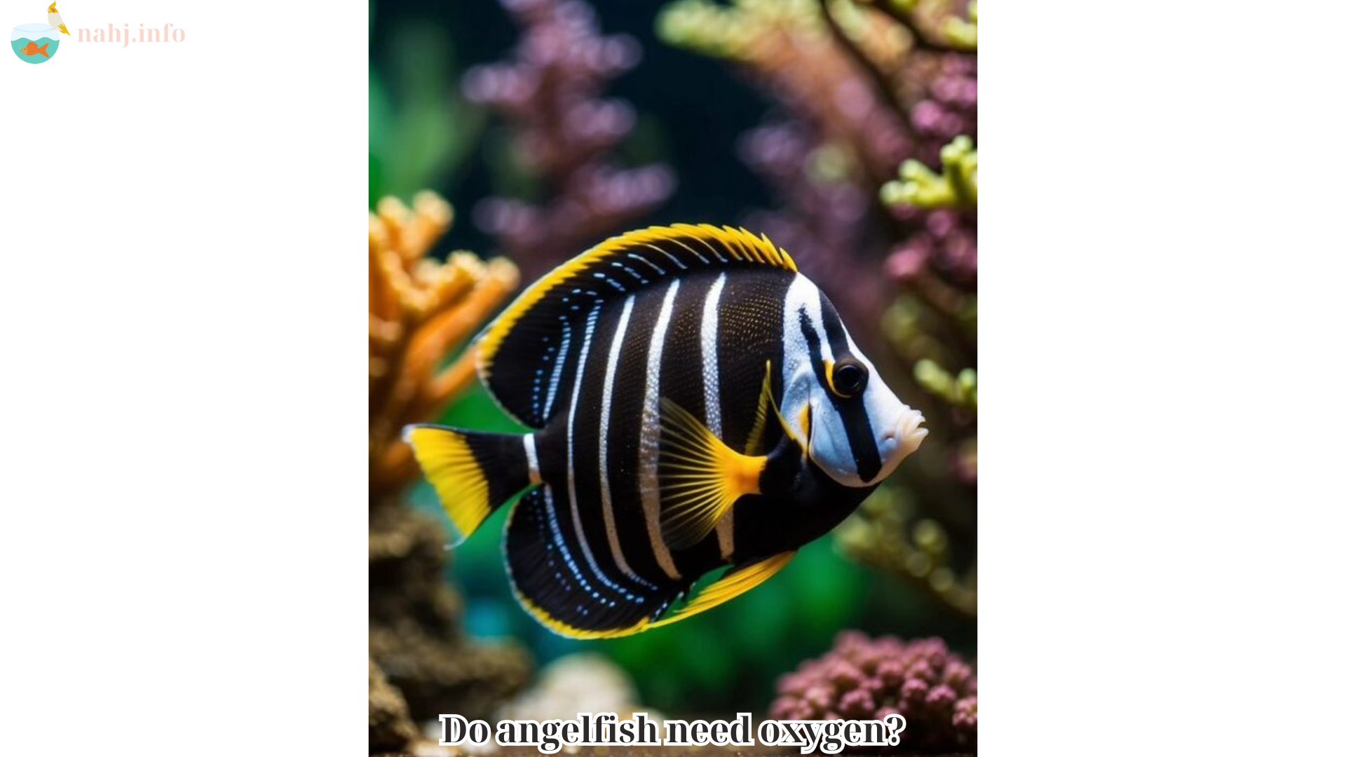 Do angelfish need oxygen (1)