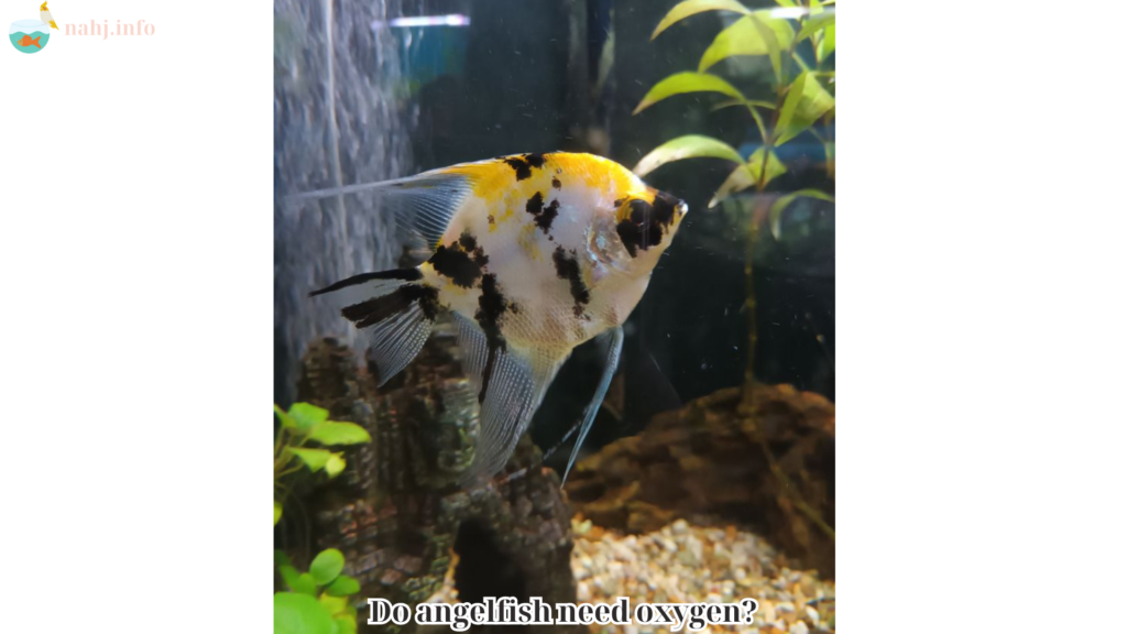 Do angelfish need oxygen