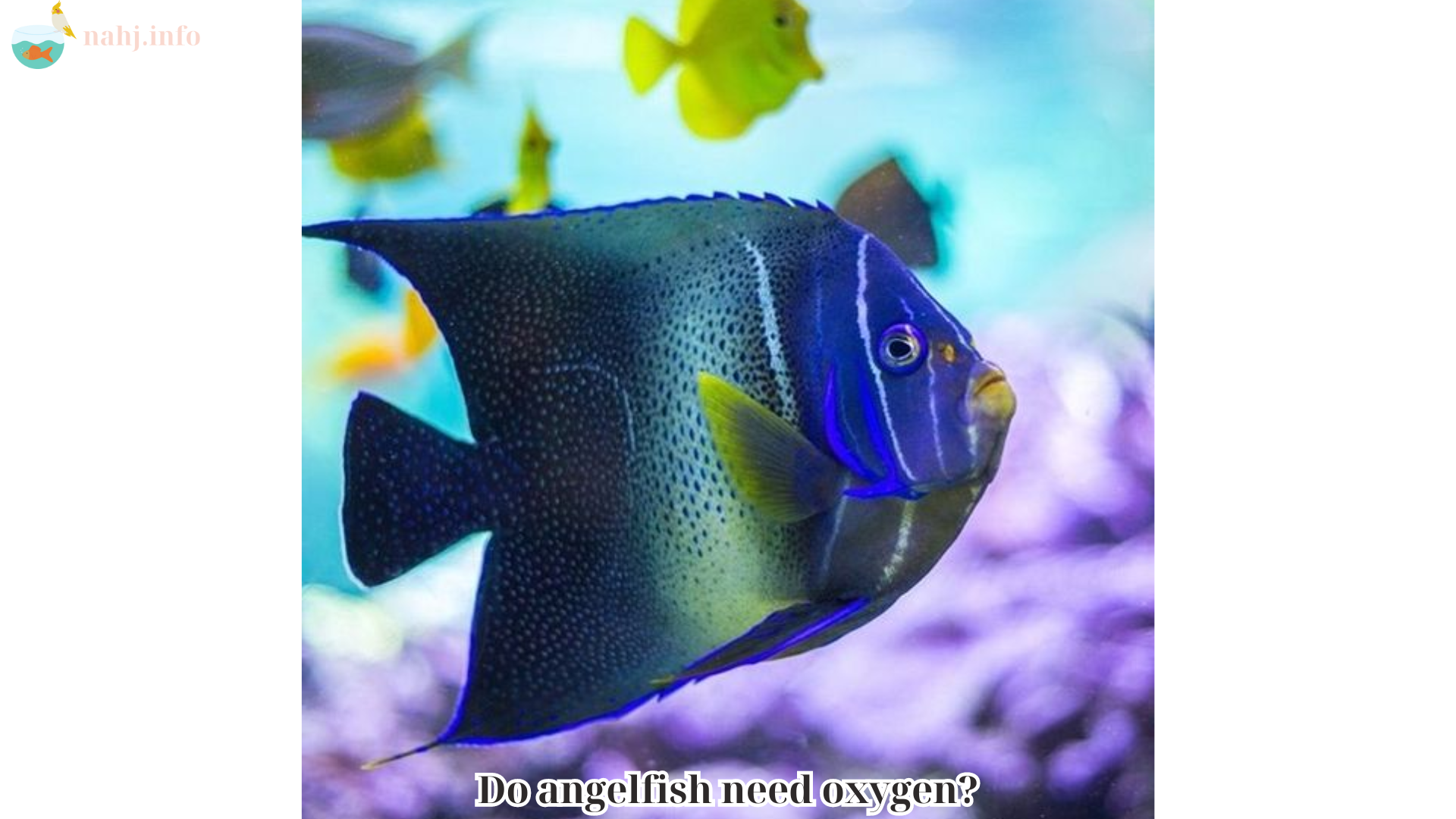 Do angelfish need oxygen (1)