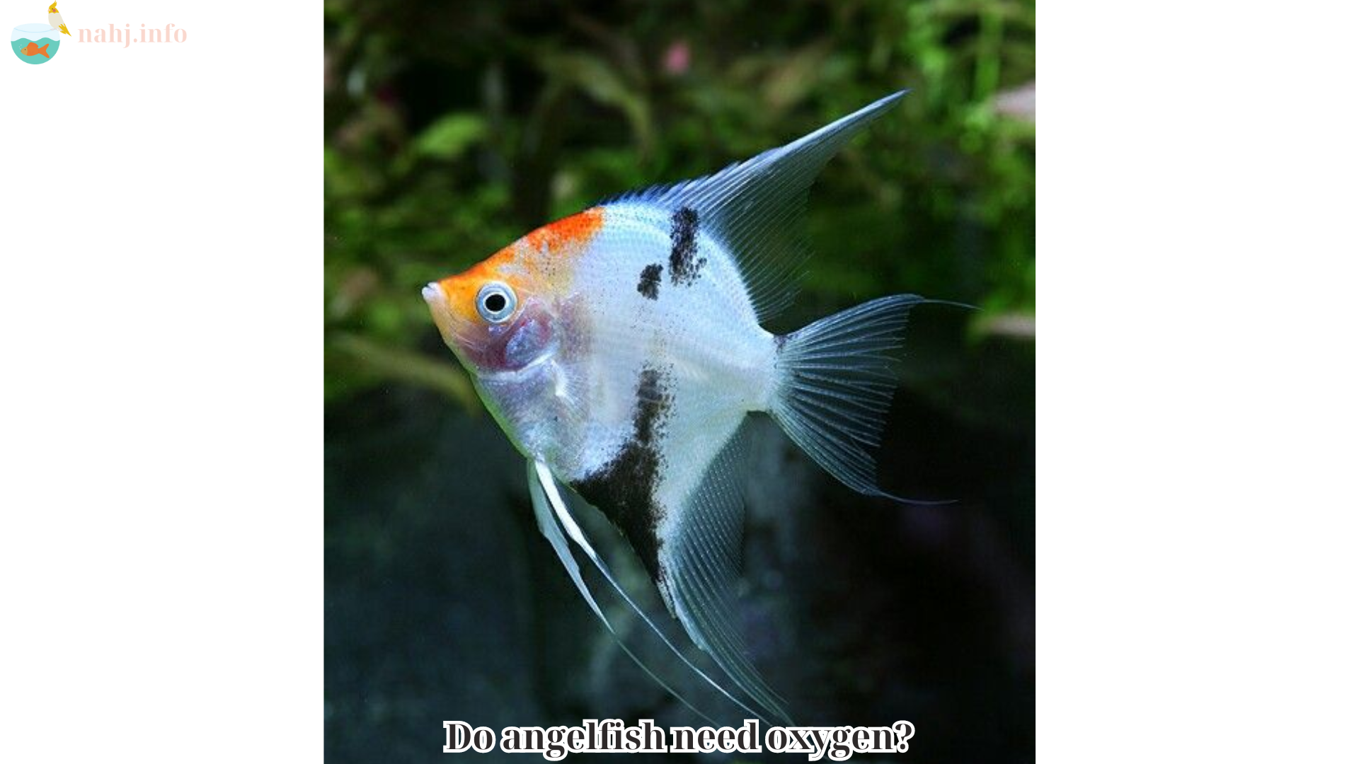 Do angelfish need oxygen (1)