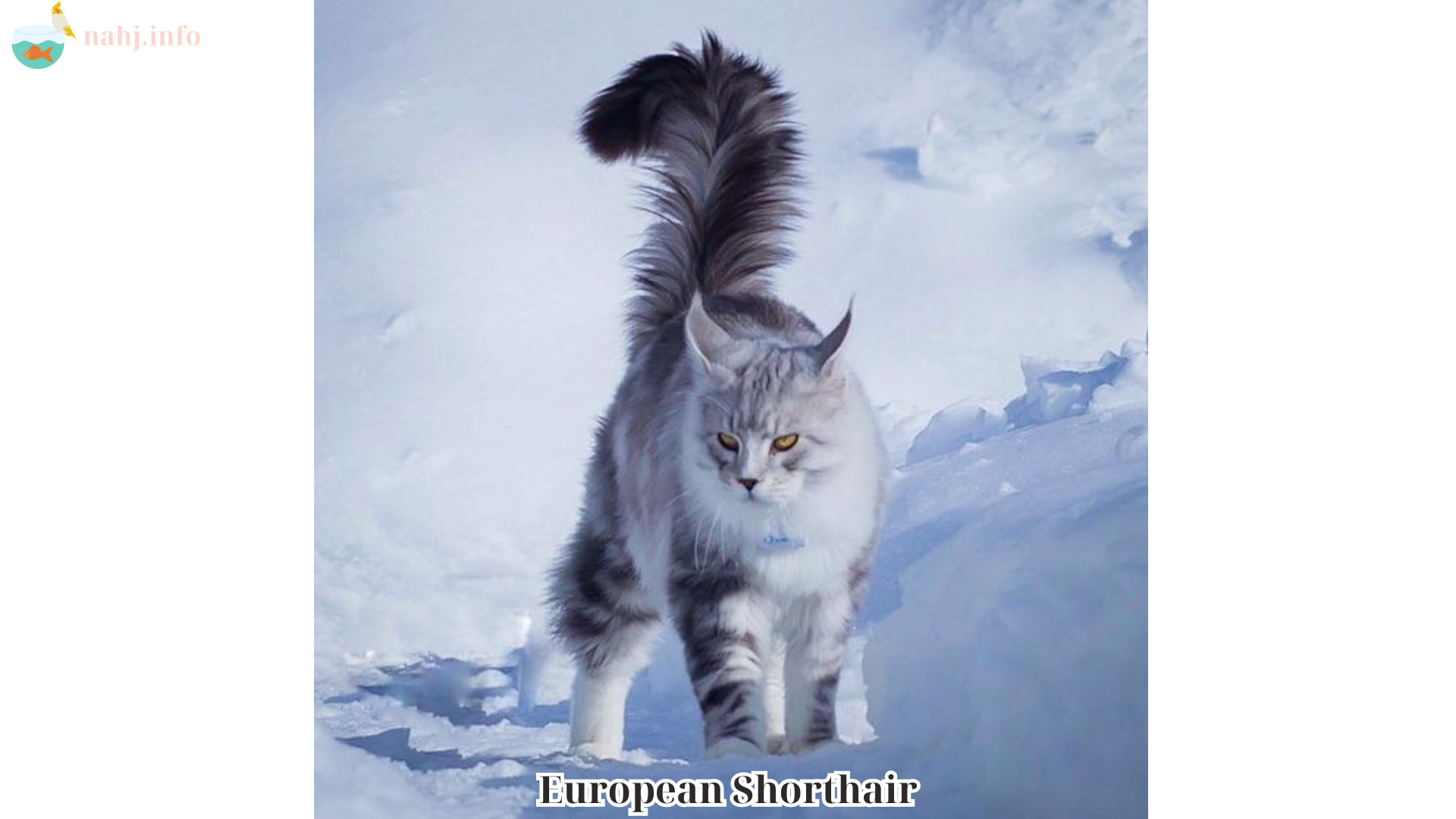 European Shorthair