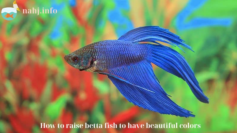 How to raise betta fish to have beautiful colors