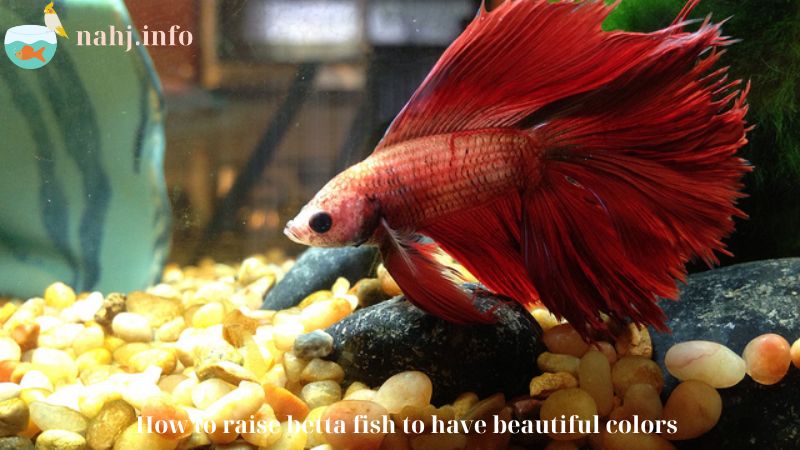 How to raise betta fish to have beautiful colors