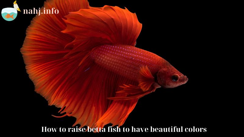 How to raise betta fish to have beautiful colors