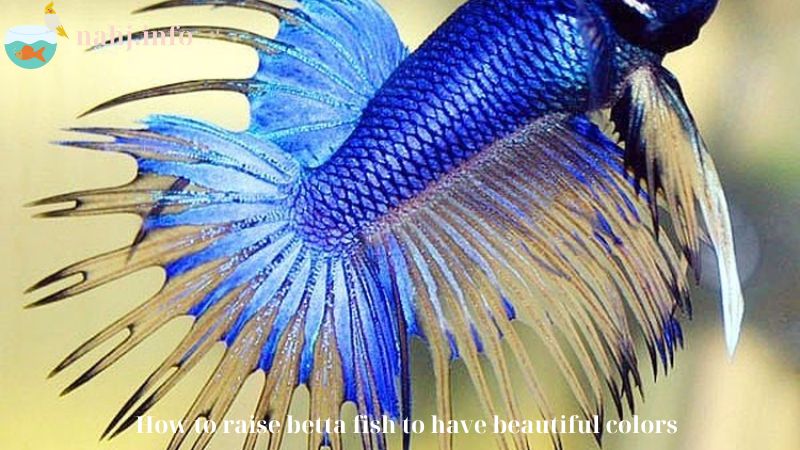 How to raise betta fish to have beautiful colors