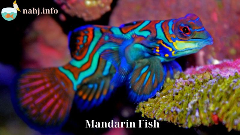 Mandarin Fish