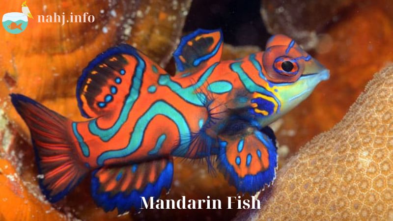 Mandarin Fish