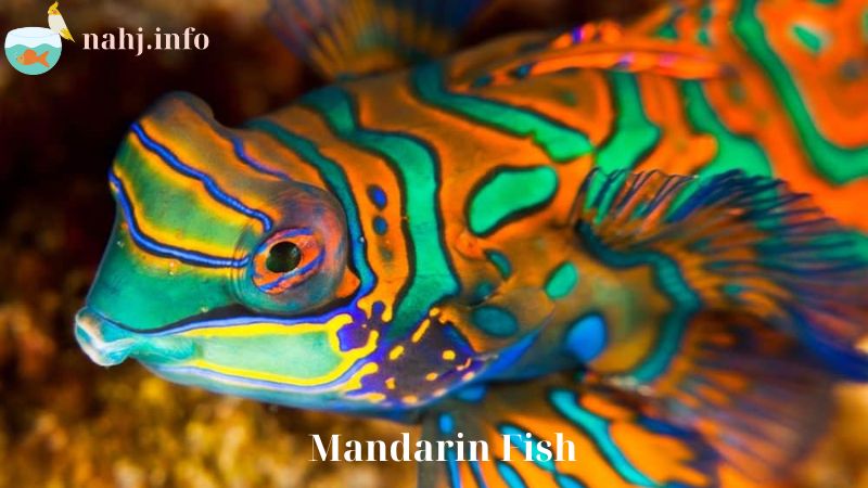 Mandarin Fish