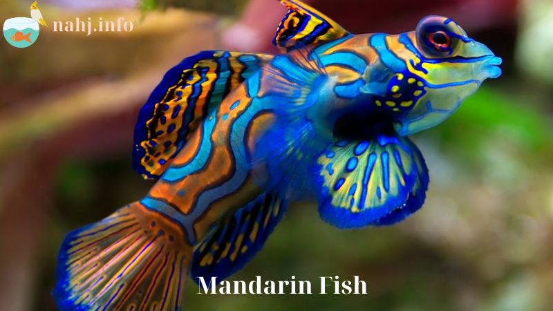 Mandarin Fish