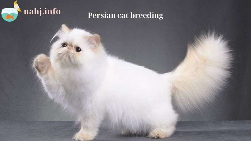 Persian cat breeding