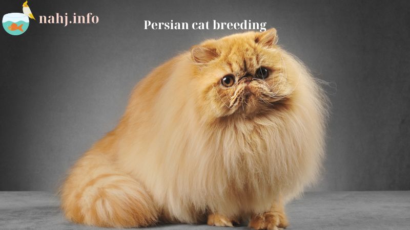 Persian cat breeding