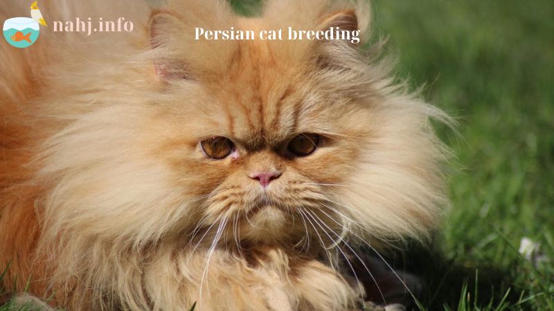 Persian cat breeding