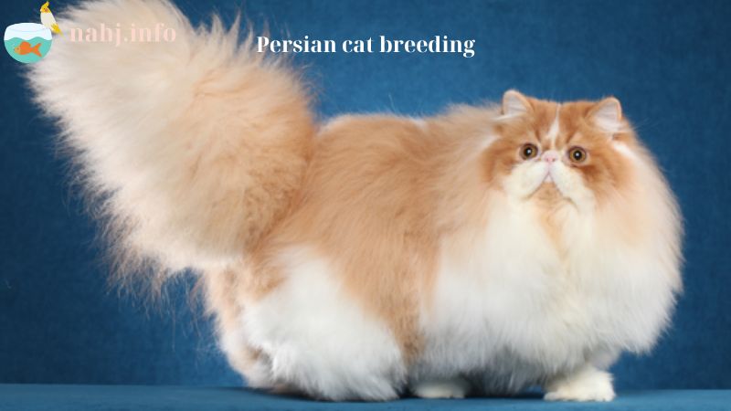 Persian cat breeding