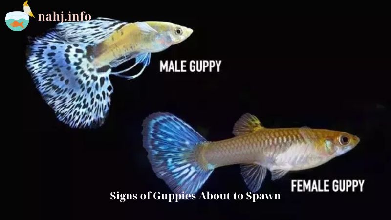 Signs of Guppies About to Spawn