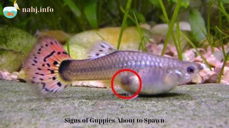 Signs of Guppies About to Spawn