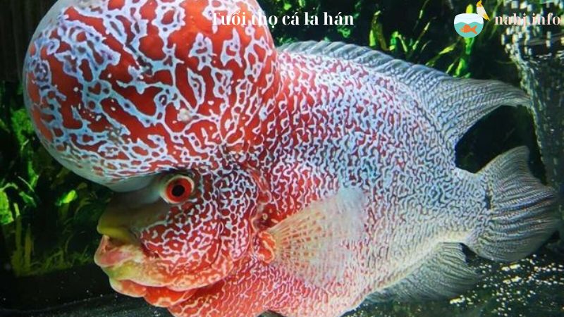 Flowerhorn Fish Lifespan