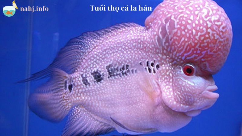 Flowerhorn Fish Lifespan