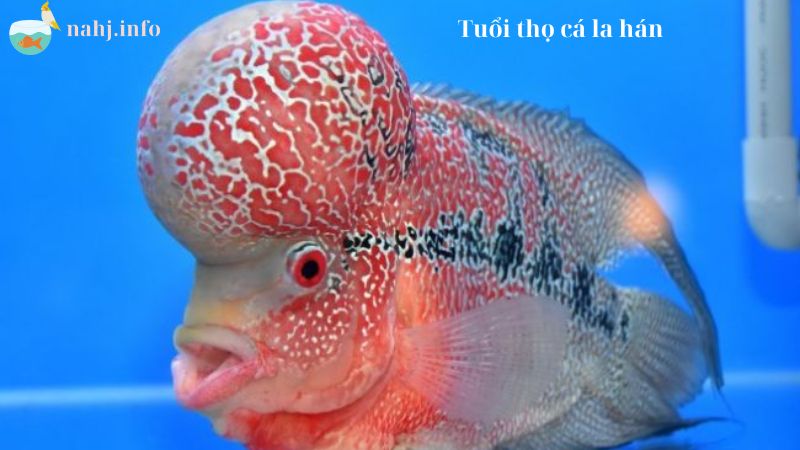 Flowerhorn Fish Lifespan