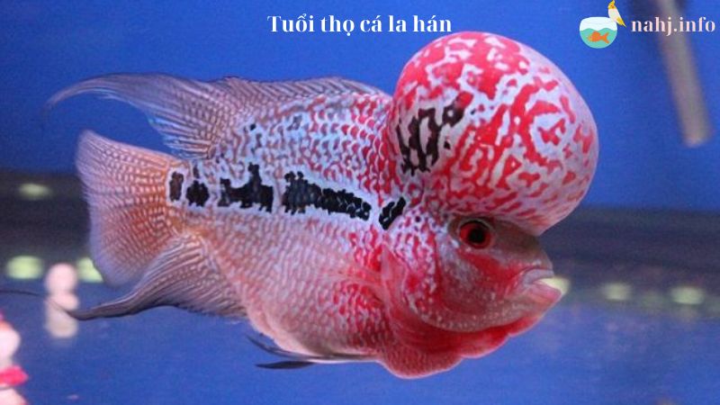 Flowerhorn Fish Lifespan