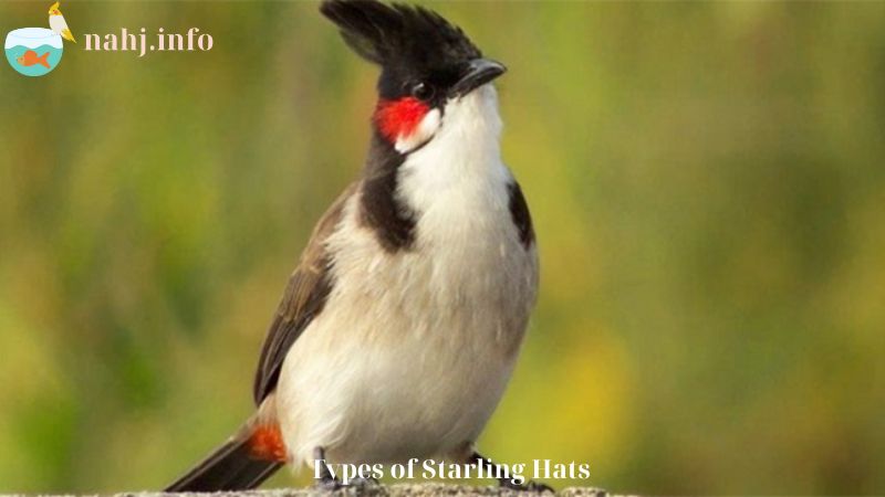 Types of Starling Hats