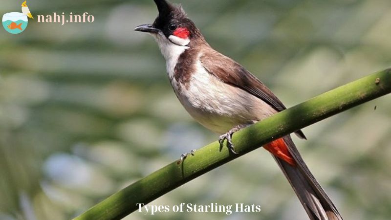 Types of Starling Hats