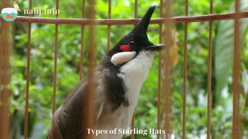 Types of Starling Hats