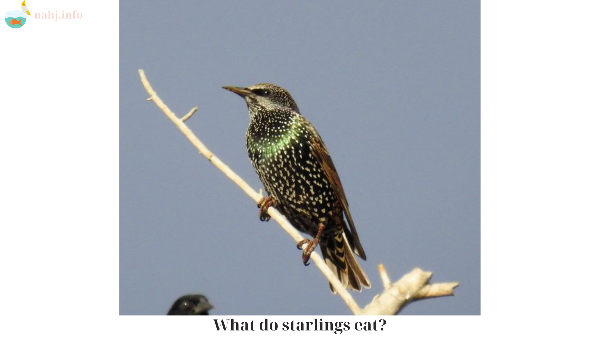 What do starlings eat