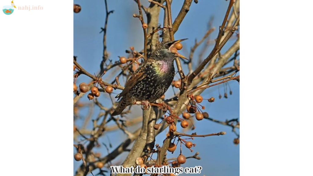 What do starlings eat