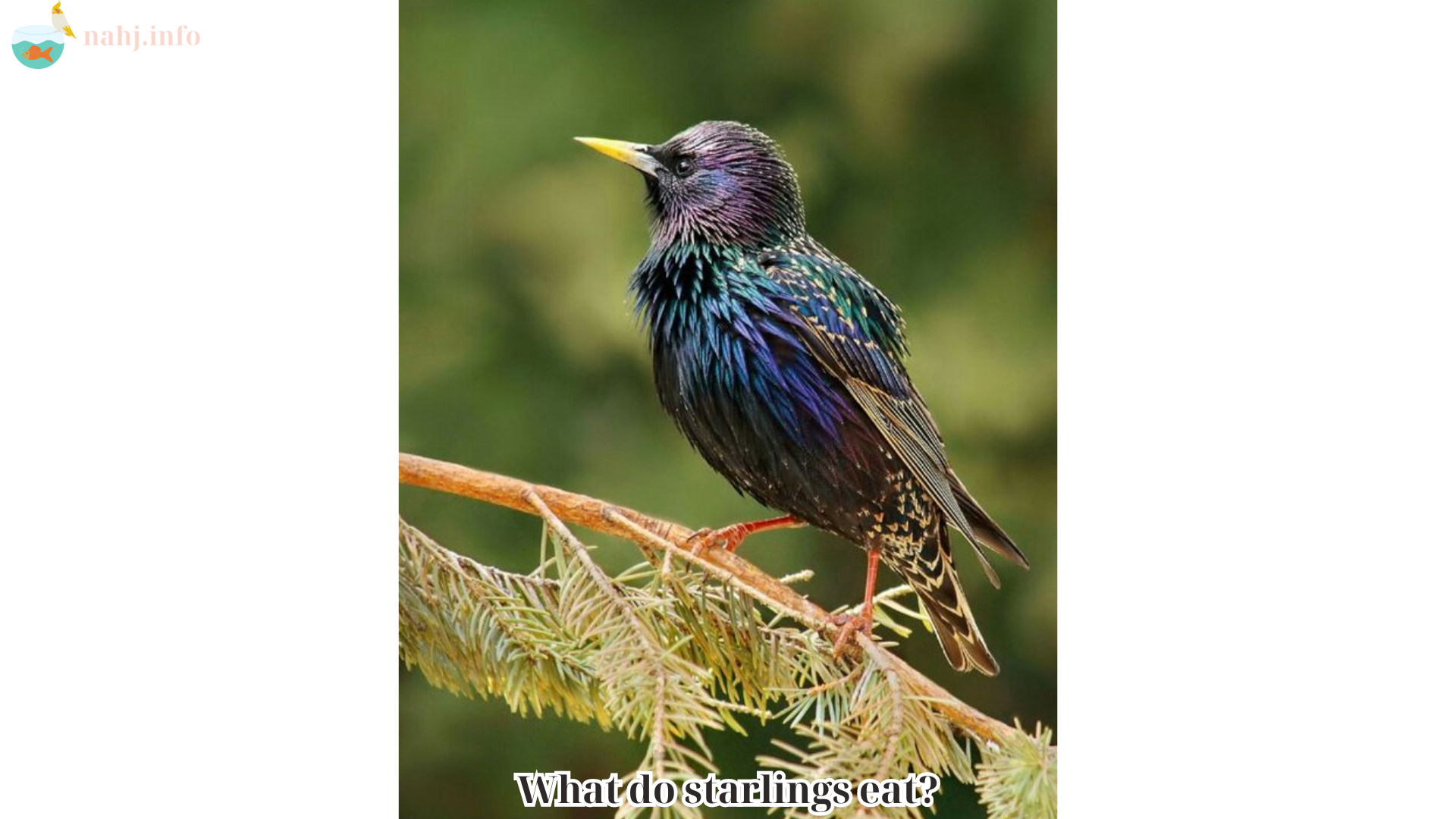 What do starlings eat