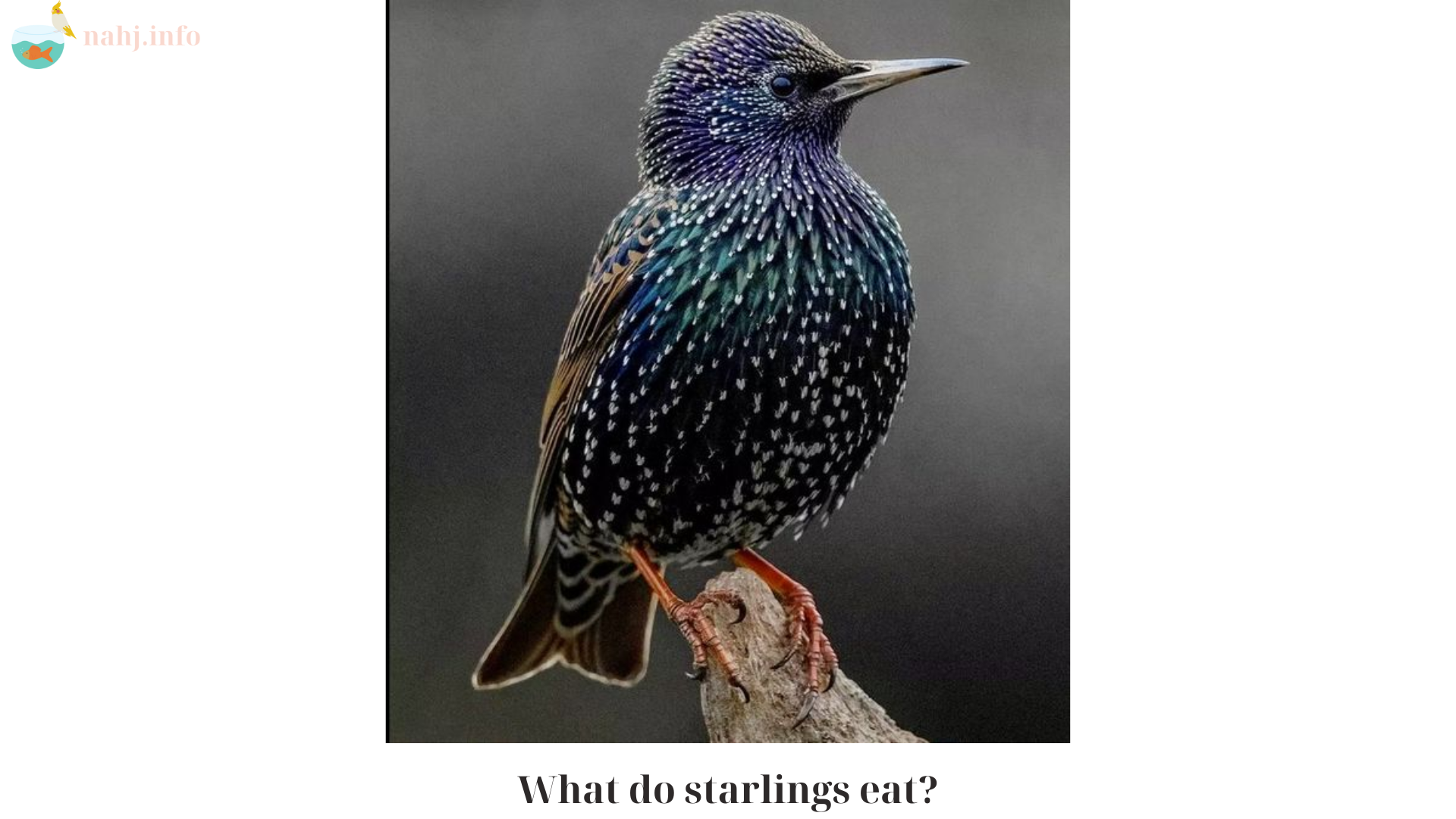 What do starlings eat