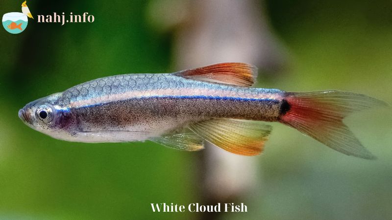 White Cloud Fish