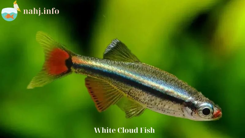 White Cloud Fish