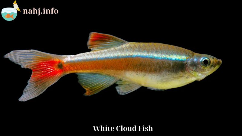 White Cloud Fish