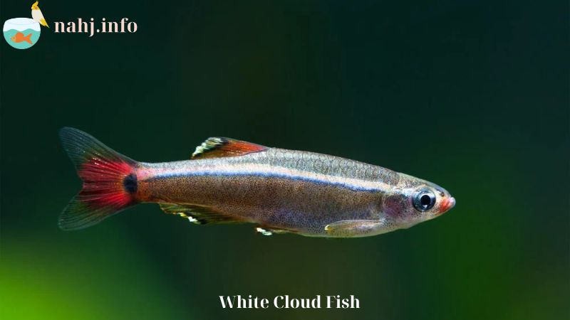 White Cloud Fish