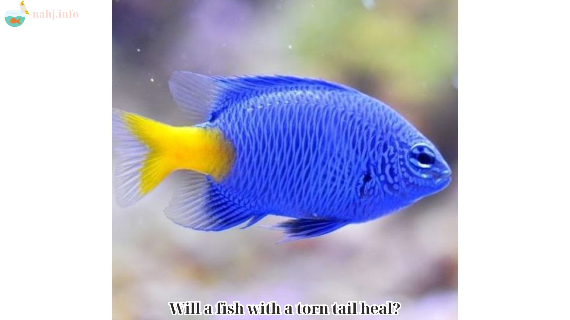 Will a fish with a torn tail heal (2)