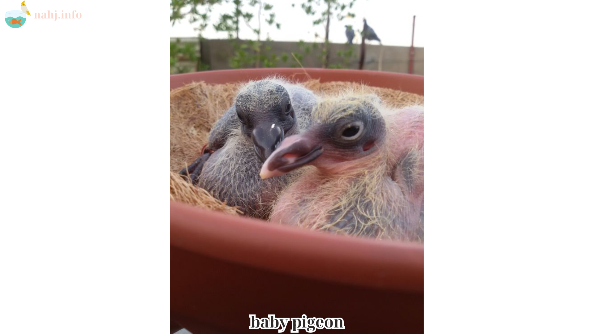 baby pigeon (1)