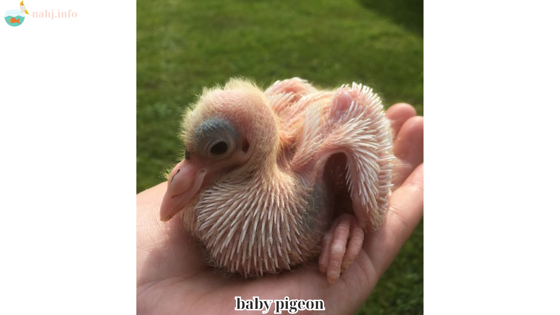 baby pigeon (1)