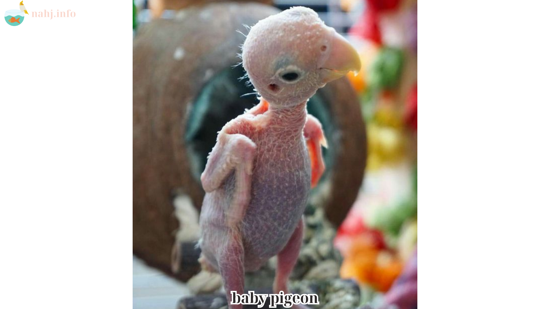 baby pigeon (1)