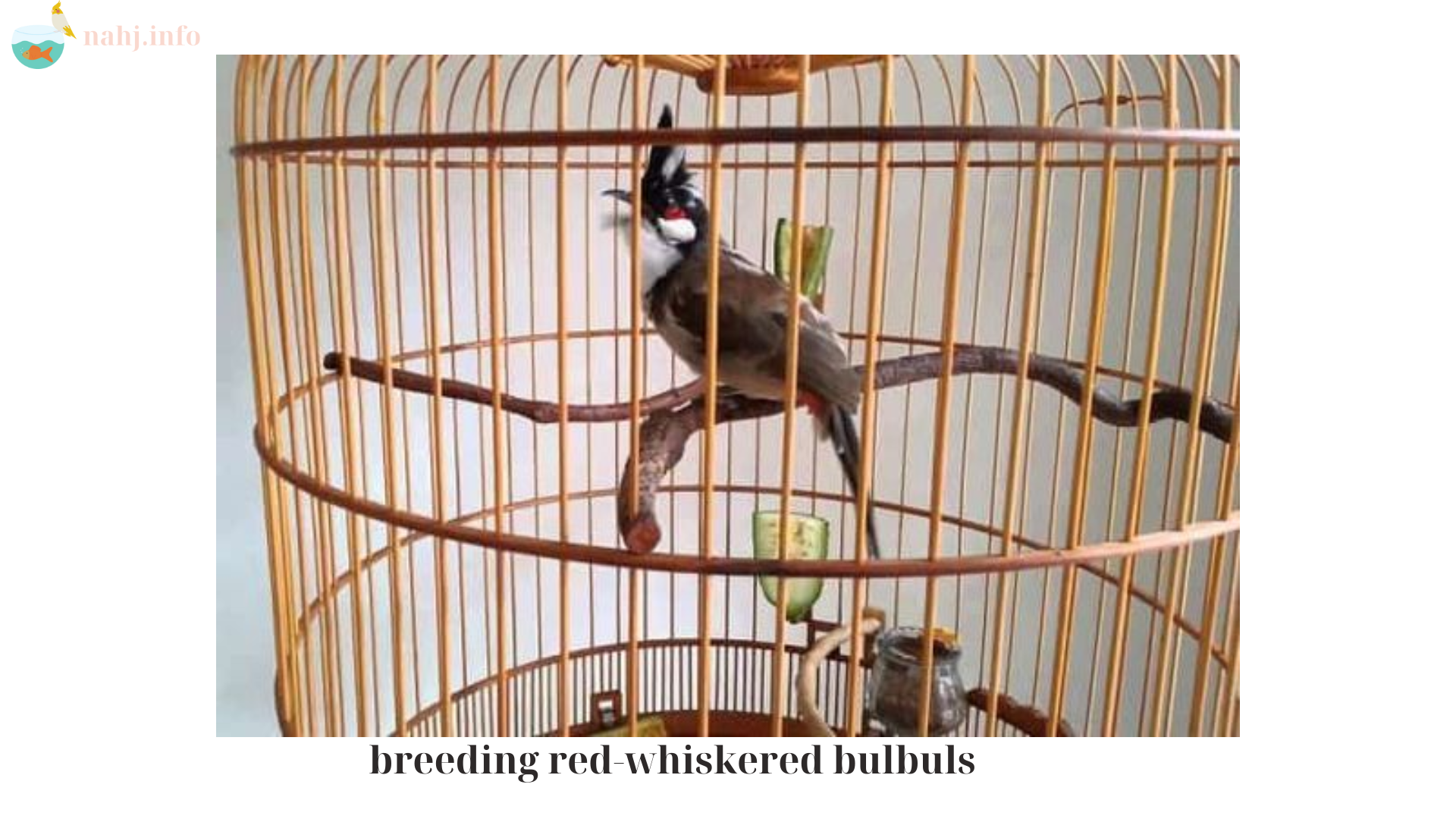 breeding red-whiskered bulbuls (1)