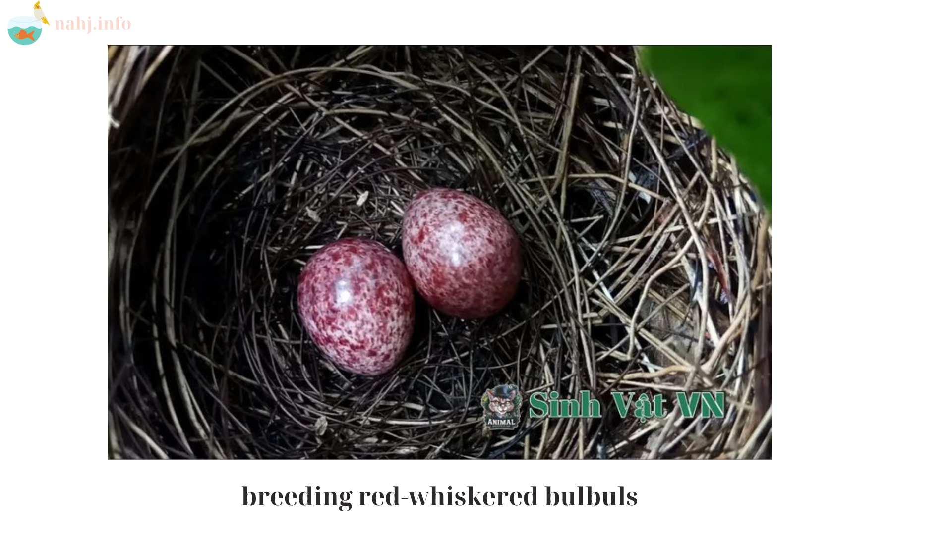 breeding red-whiskered bulbuls