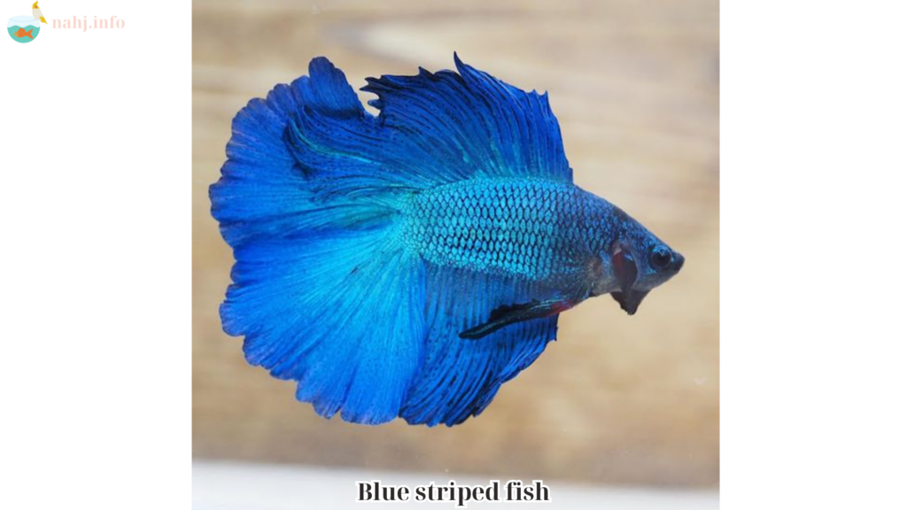 Blue striped fish