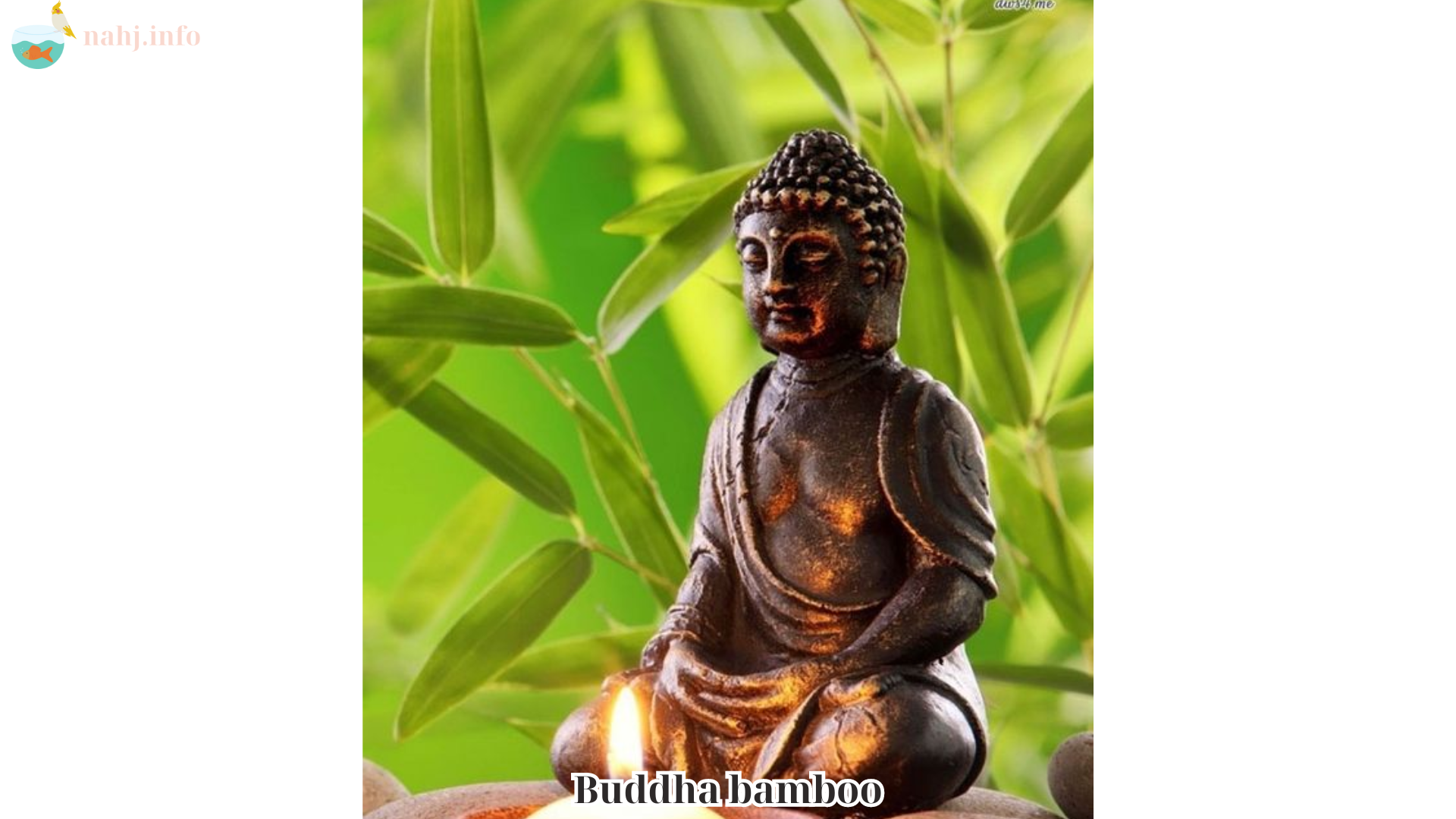 Buddha bamboo