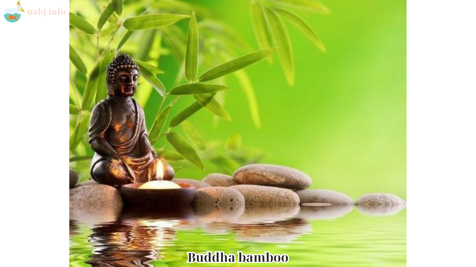 Buddha bamboo