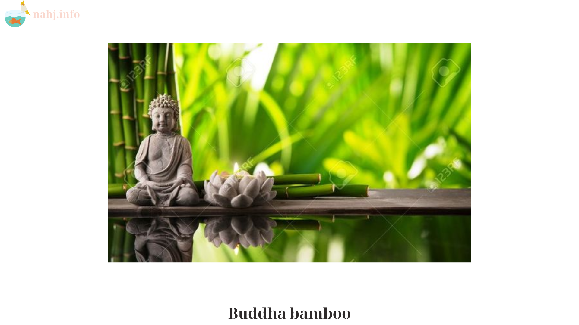 Buddha bamboo