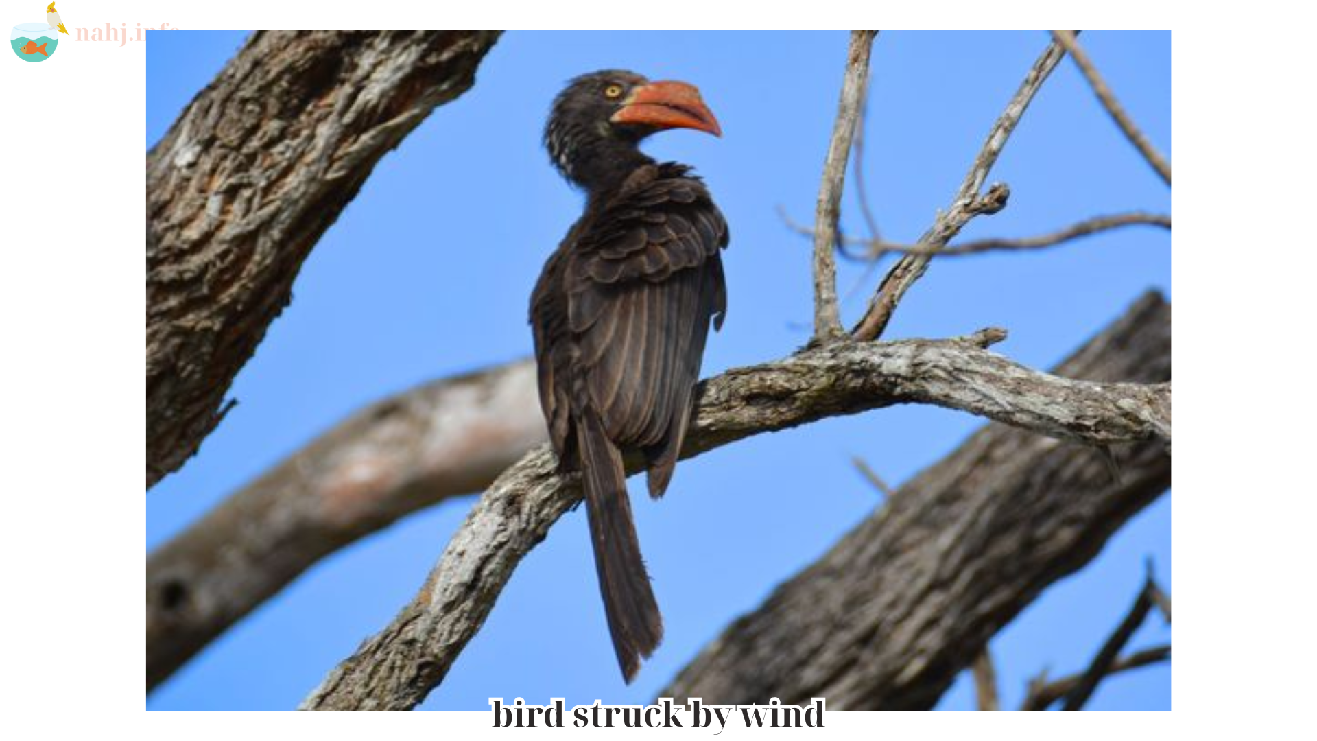 bird struck by wind