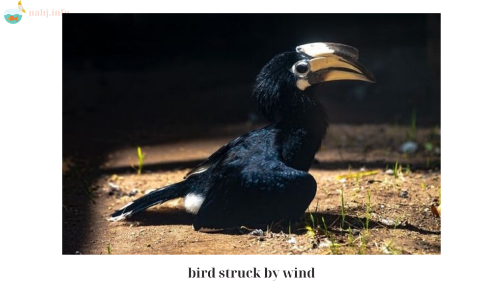 bird struck by wind