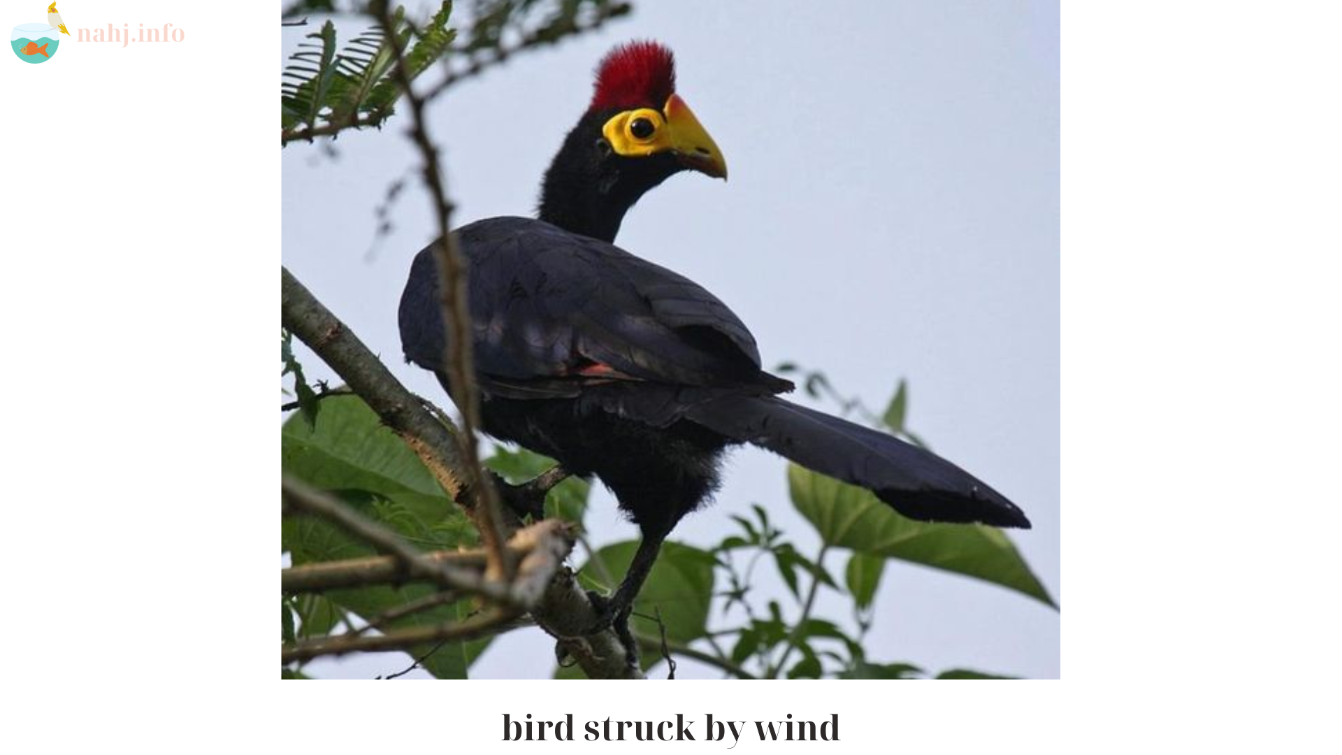 breeding red-whiskered bulbuls (1)