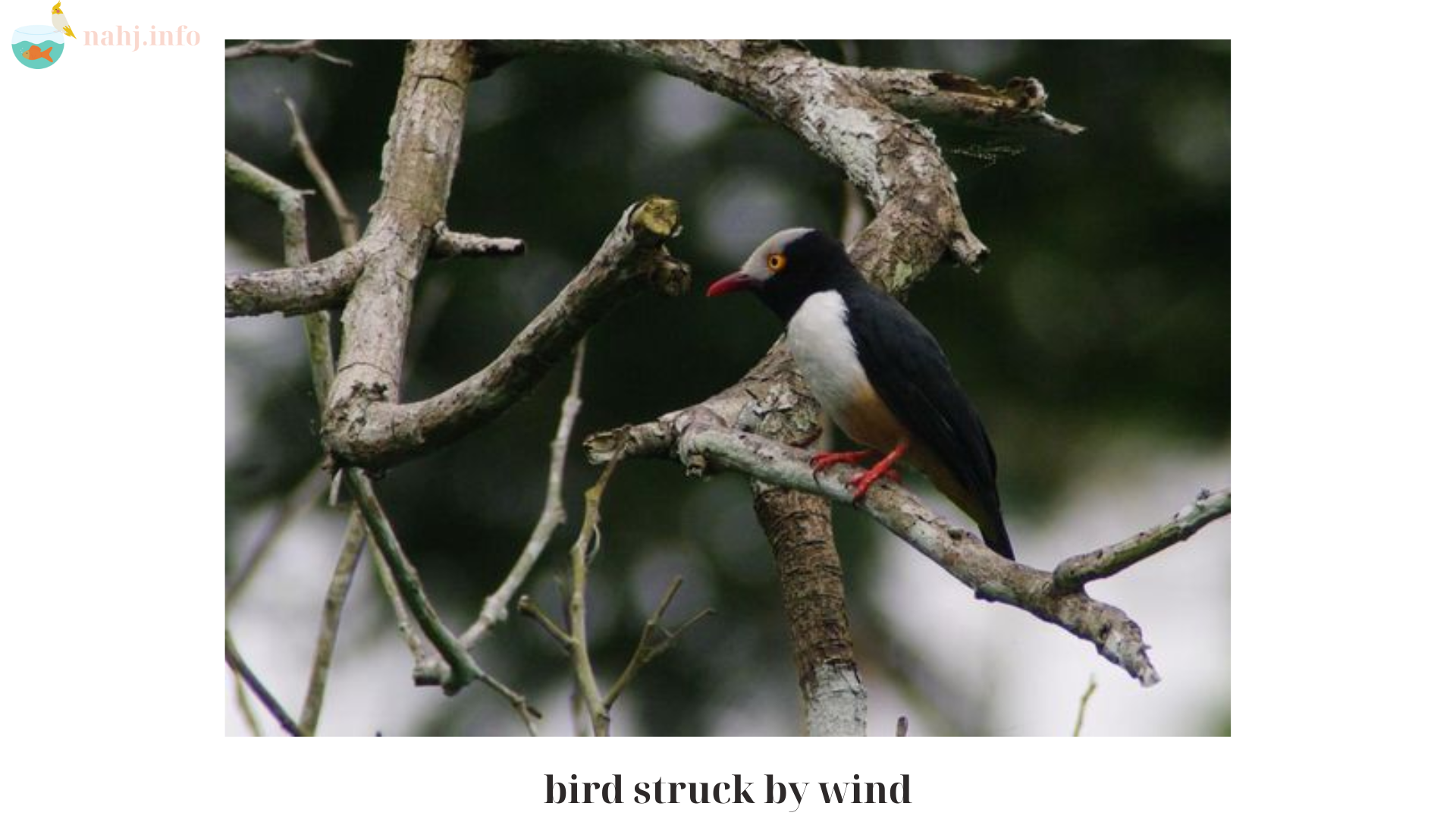 breeding red-whiskered bulbuls (1)