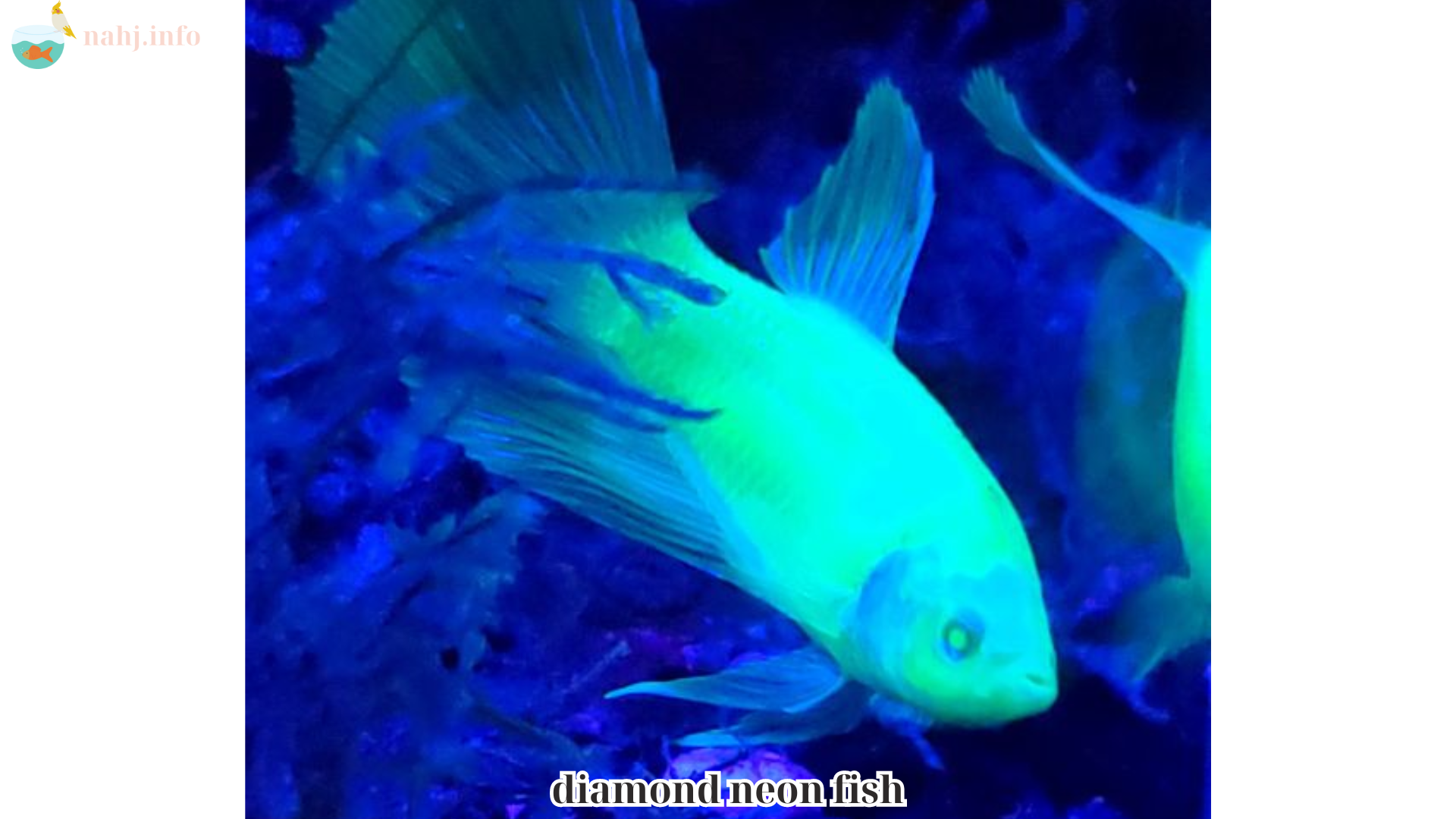 diamond neon fish (2)