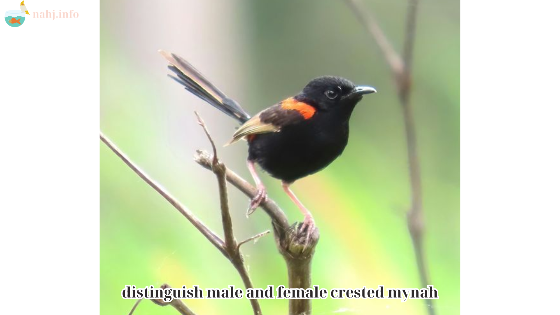 distinguish male and female crested mynah (1)